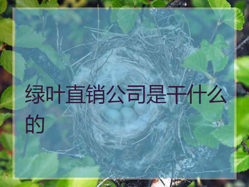 绿叶直销公司是干什么的