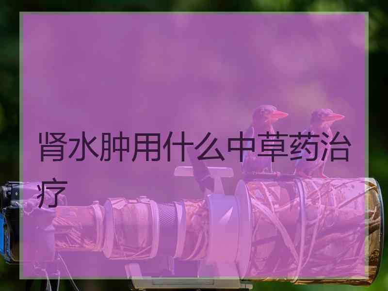 肾水肿用什么中草药治疗