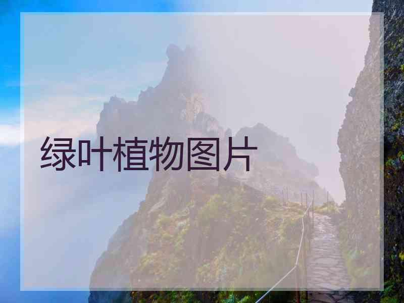 绿叶植物图片