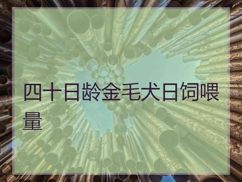 四十日龄金毛犬日饲喂量