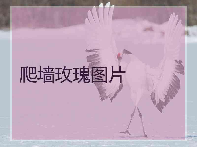 爬墙玫瑰图片