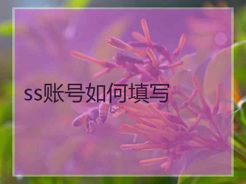 ss账号如何填写