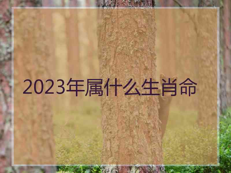 2023年属什么生肖命