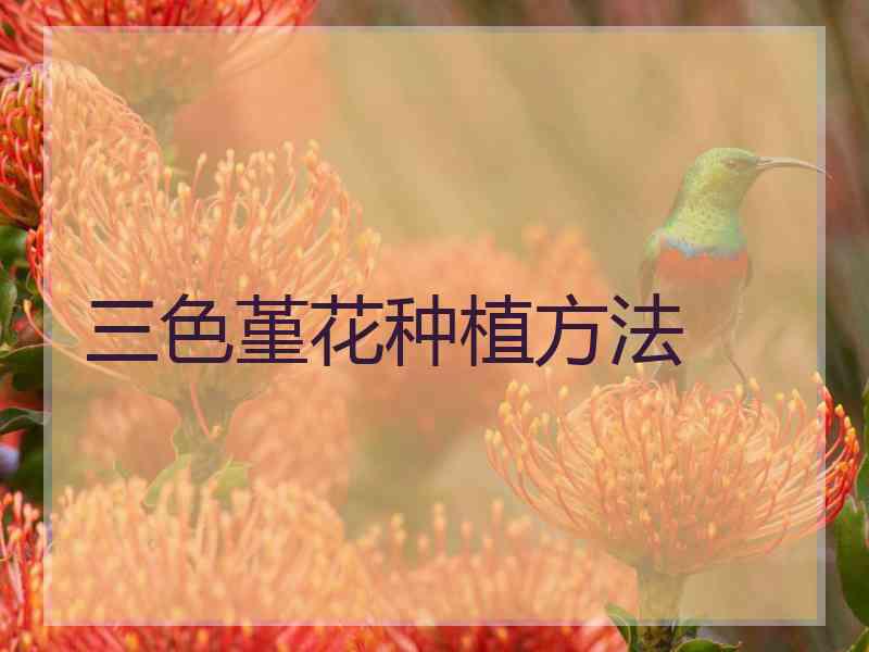 三色堇花种植方法