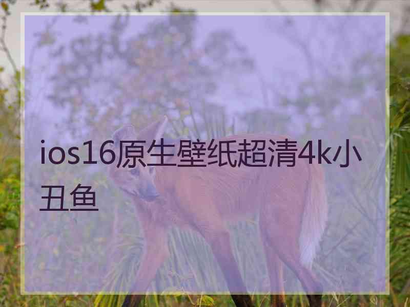 ios16原生壁纸超清4k小丑鱼