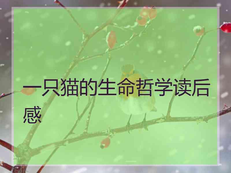 一只猫的生命哲学读后感