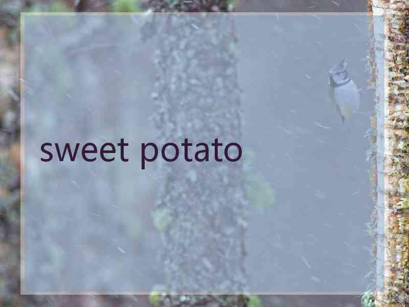 sweet potato