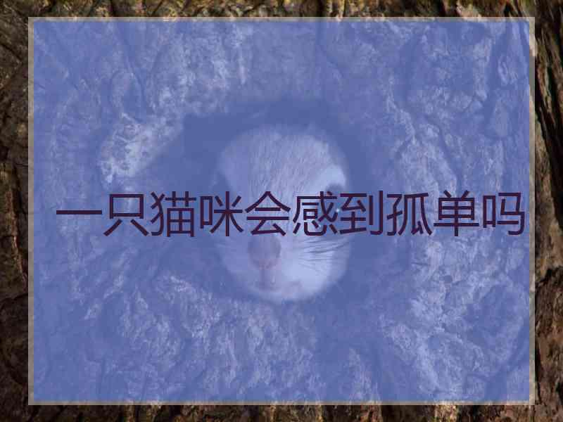 一只猫咪会感到孤单吗