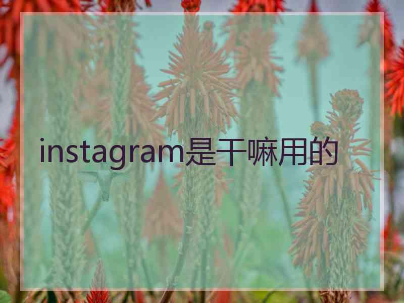 instagram是干嘛用的