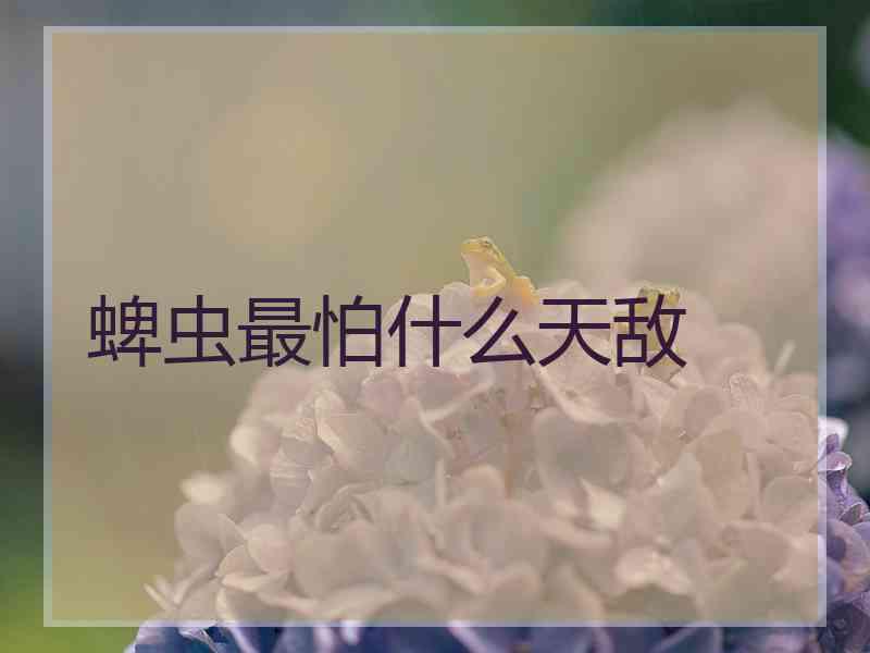 蜱虫最怕什么天敌