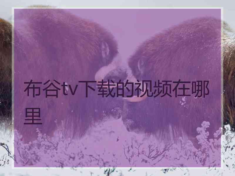 布谷tv下载的视频在哪里