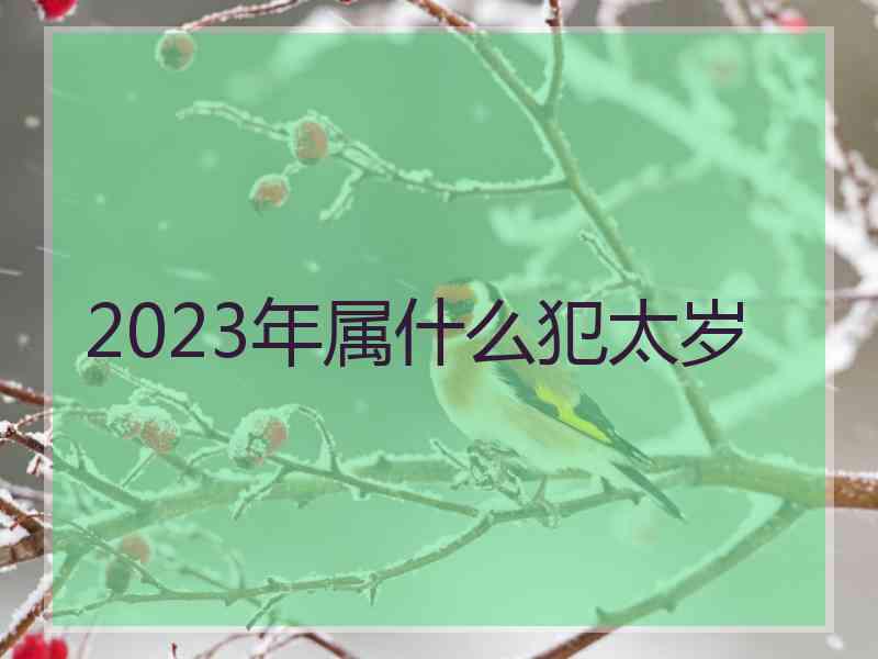 2023年属什么犯太岁