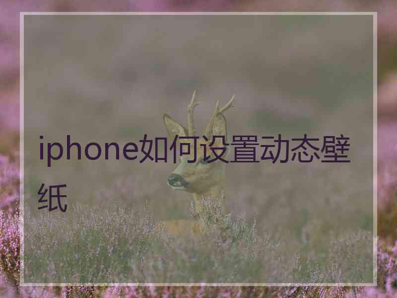 iphone如何设置动态壁纸