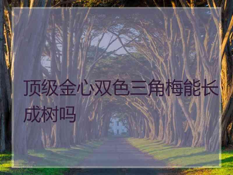 顶级金心双色三角梅能长成树吗