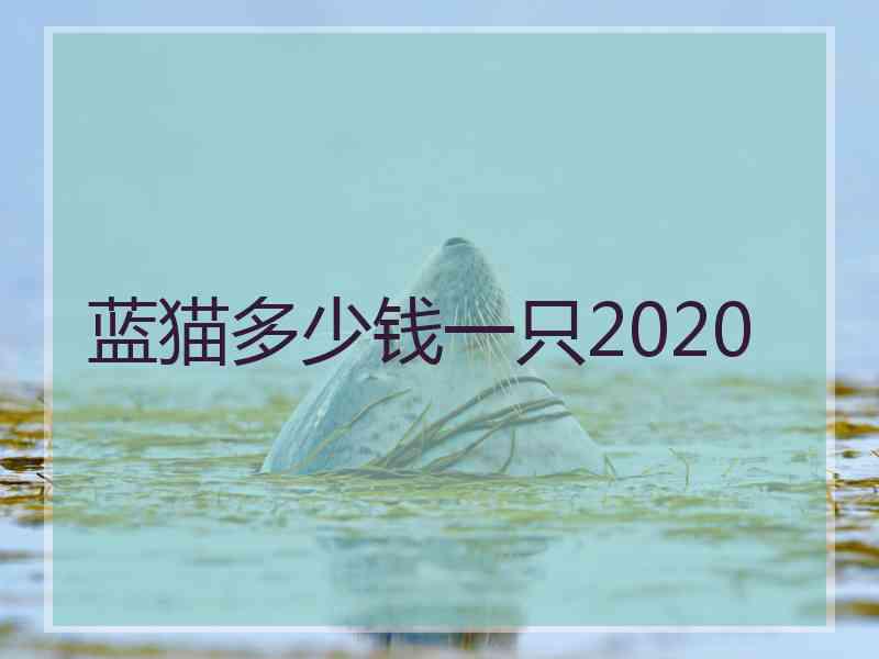 蓝猫多少钱一只2020