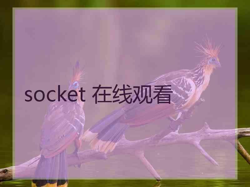 socket 在线观看