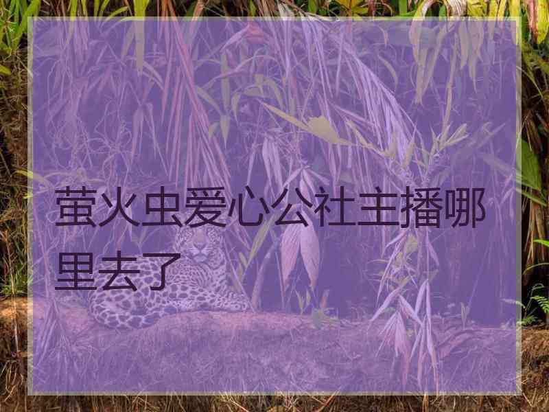 萤火虫爱心公社主播哪里去了