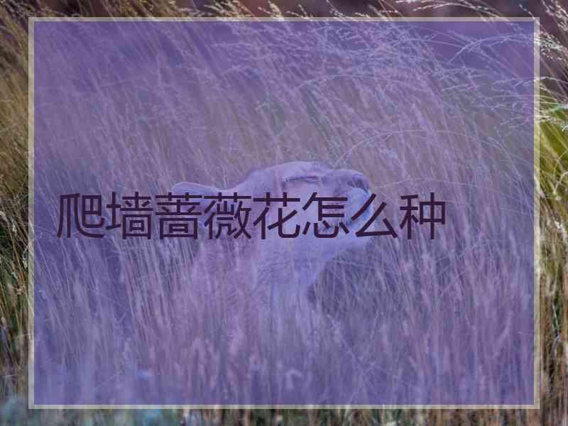 爬墙蔷薇花怎么种