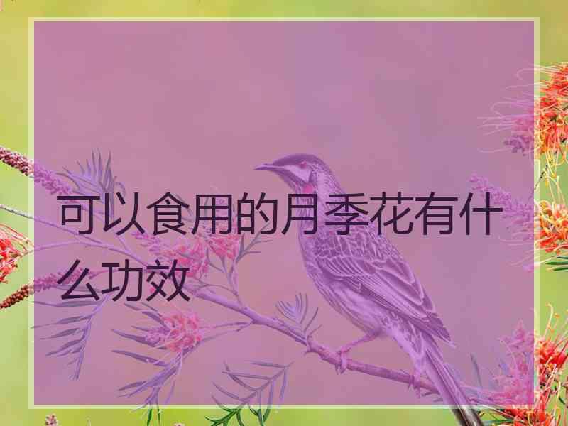 可以食用的月季花有什么功效