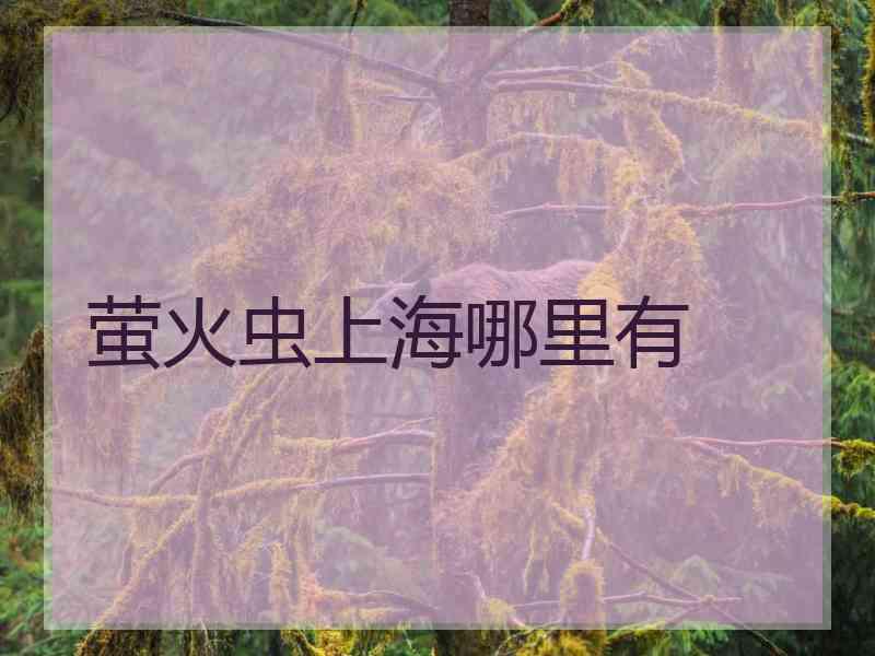 萤火虫上海哪里有