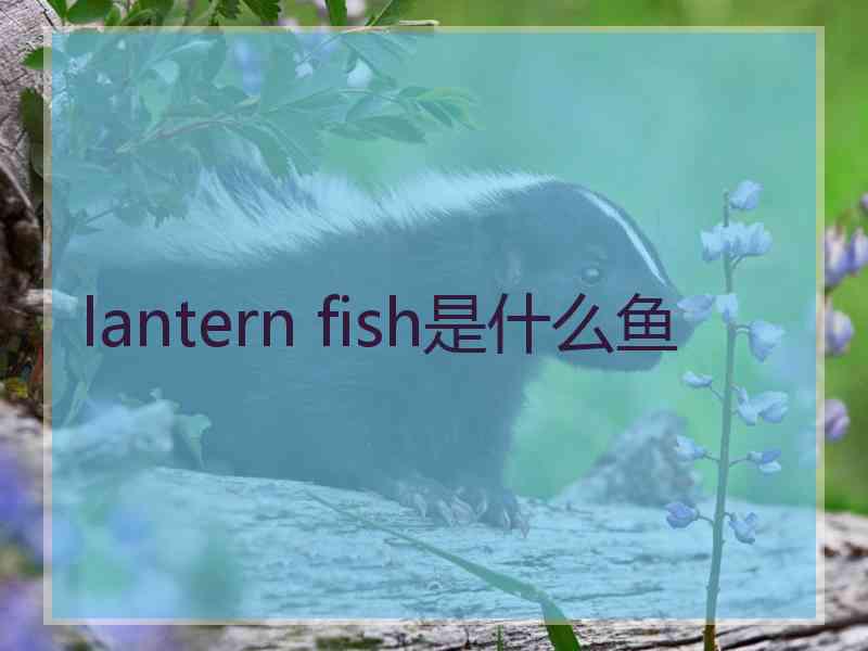 lantern fish是什么鱼