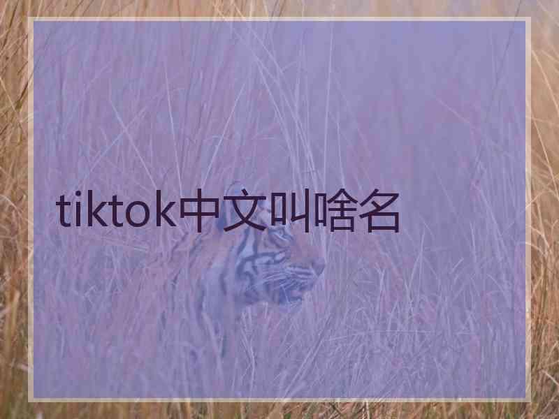 tiktok中文叫啥名