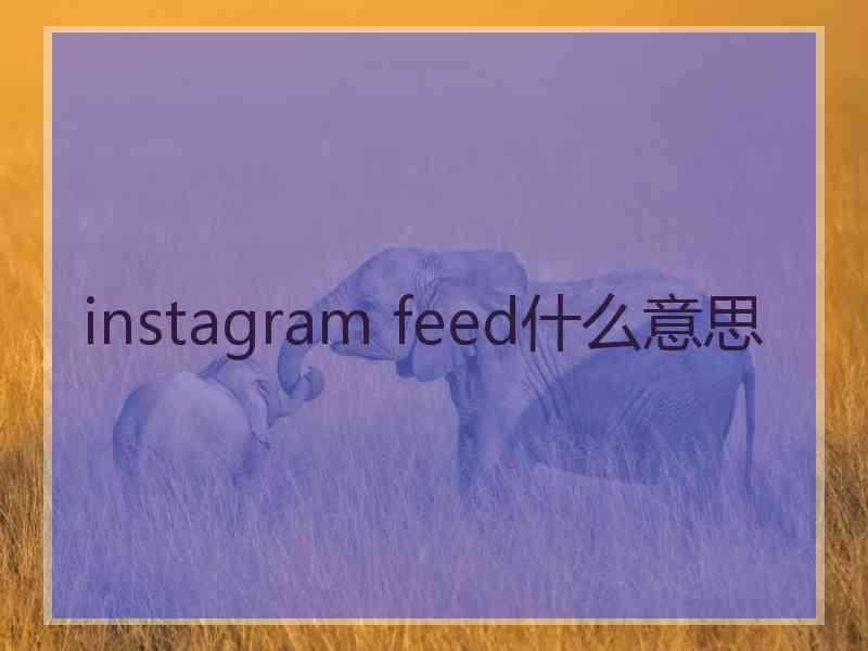 instagram feed什么意思