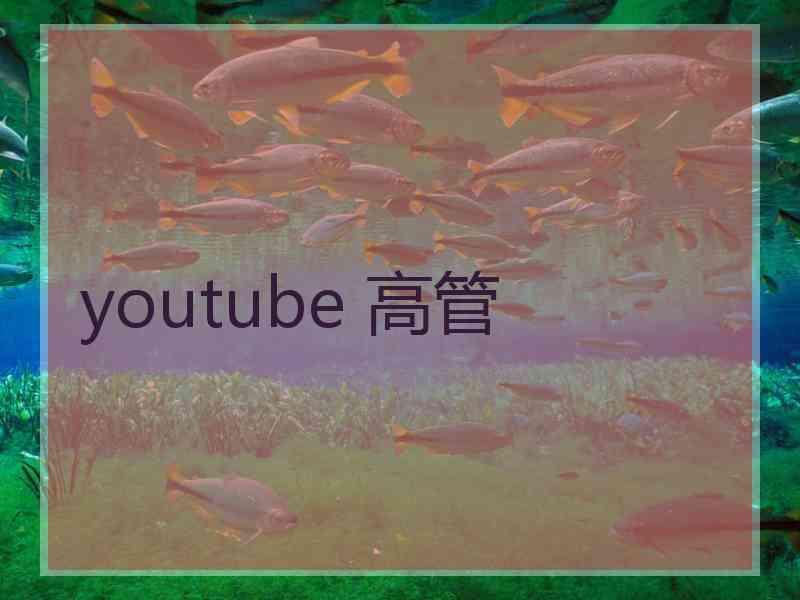 youtube 高管