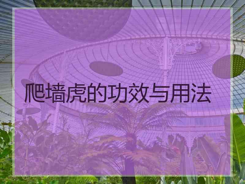 爬墙虎的功效与用法