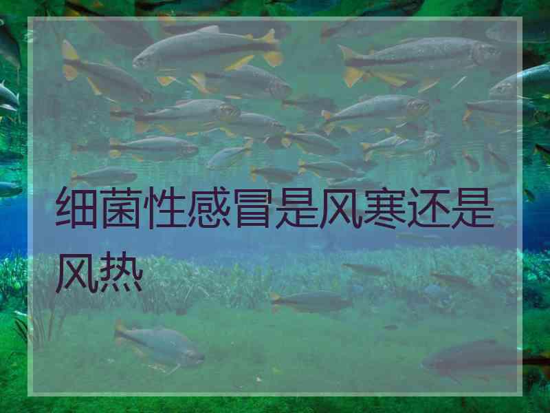 细菌性感冒是风寒还是风热