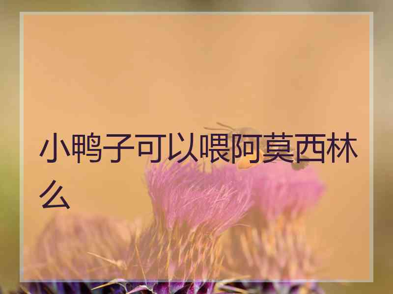 小鸭子可以喂阿莫西林么