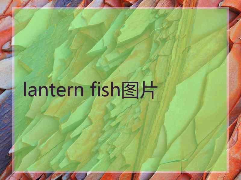 lantern fish图片