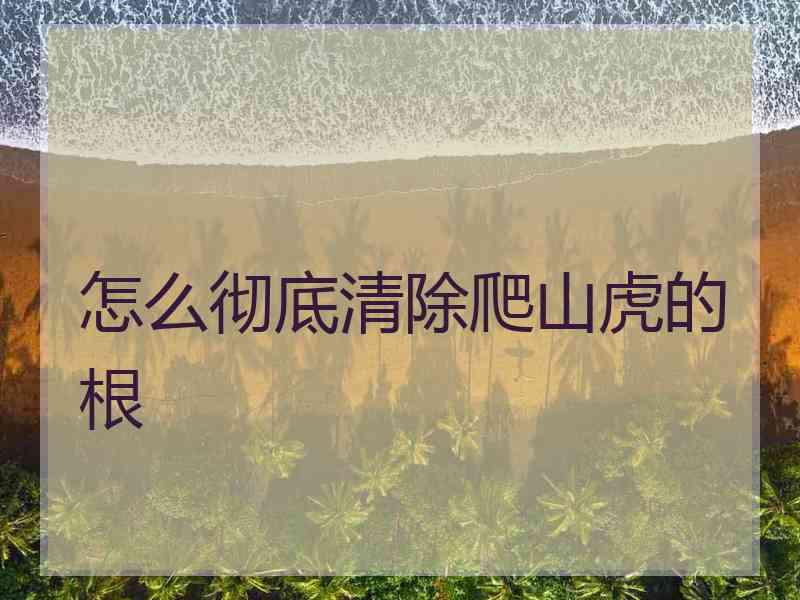 怎么彻底清除爬山虎的根