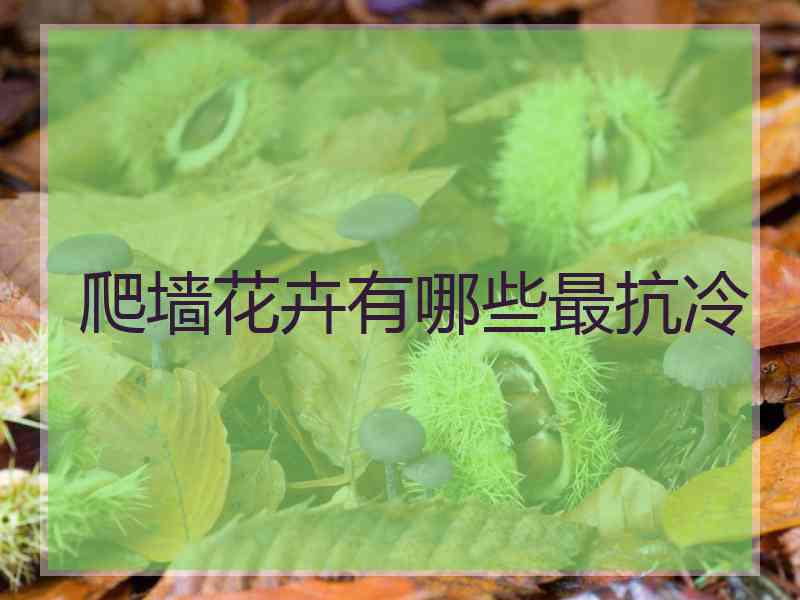 爬墙花卉有哪些最抗冷