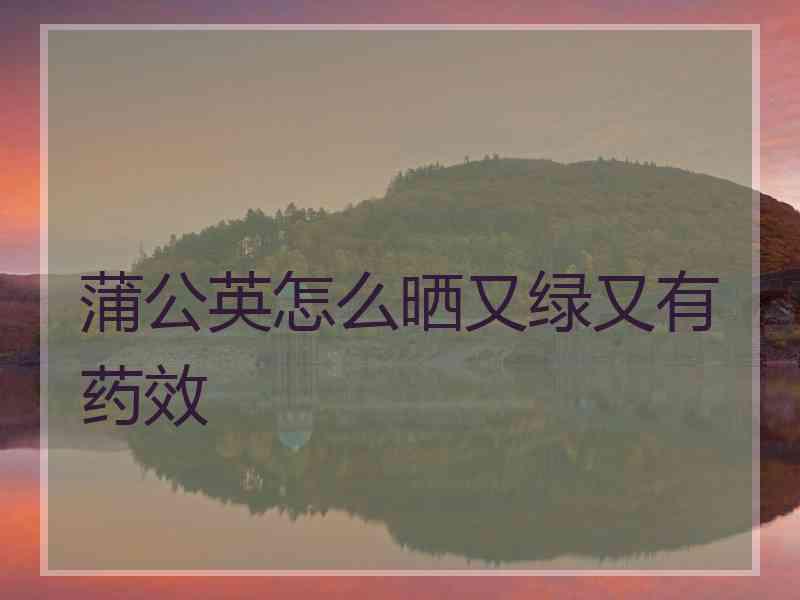 蒲公英怎么晒又绿又有药效