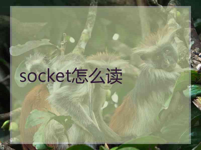 socket怎么读