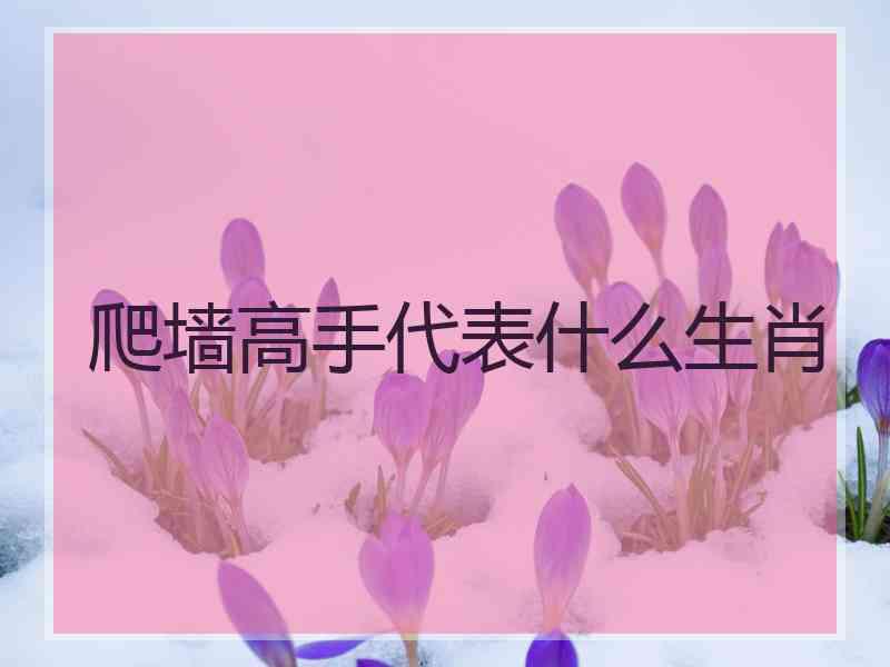 爬墙高手代表什么生肖