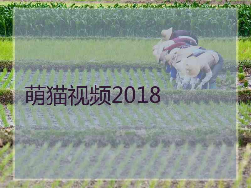 萌猫视频2018