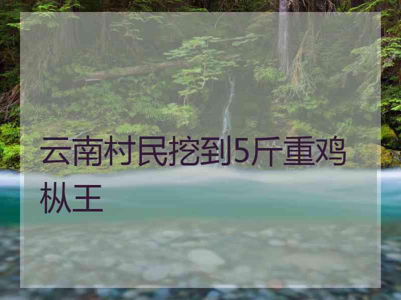 云南村民挖到5斤重鸡枞王