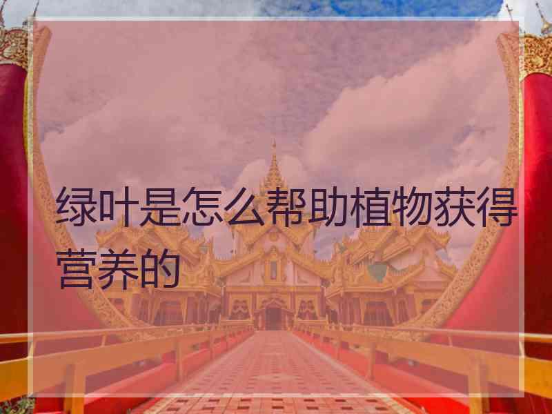 绿叶是怎么帮助植物获得营养的