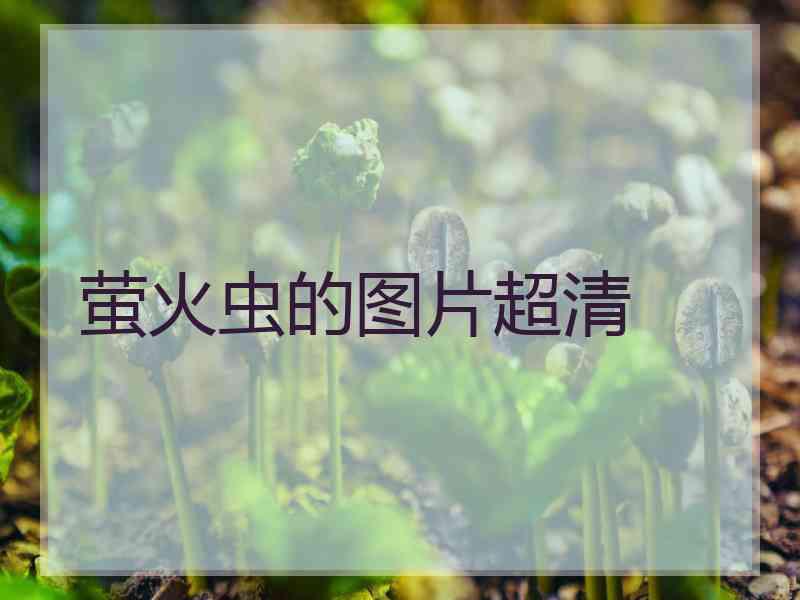 萤火虫的图片超清