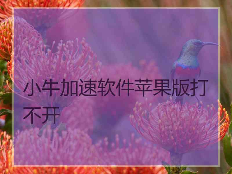 小牛加速软件苹果版打不开