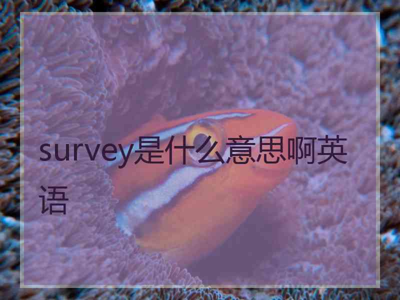 survey是什么意思啊英语