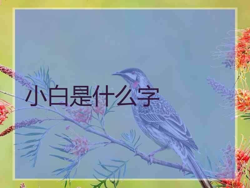 小白是什么字