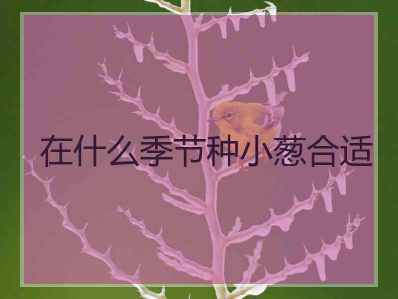 在什么季节种小葱合适