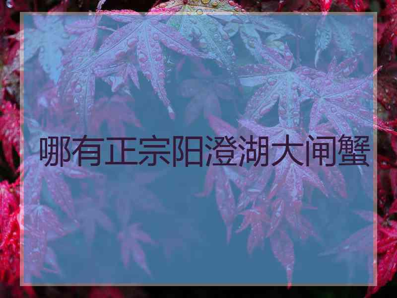 哪有正宗阳澄湖大闸蟹