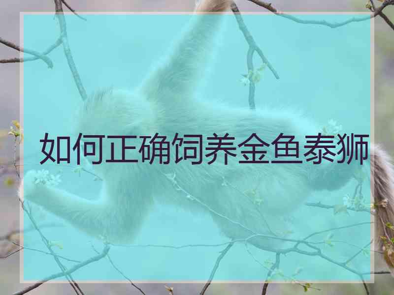 如何正确饲养金鱼泰狮