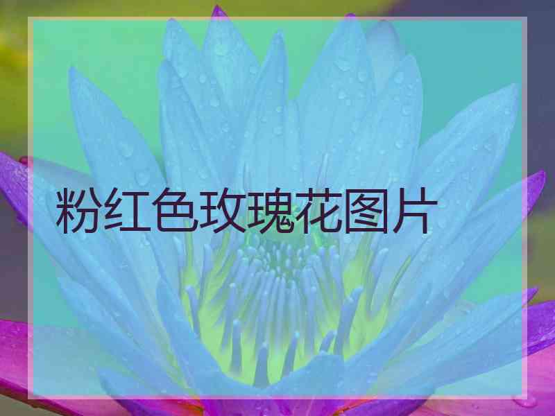 粉红色玫瑰花图片