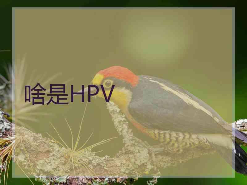 啥是HPV