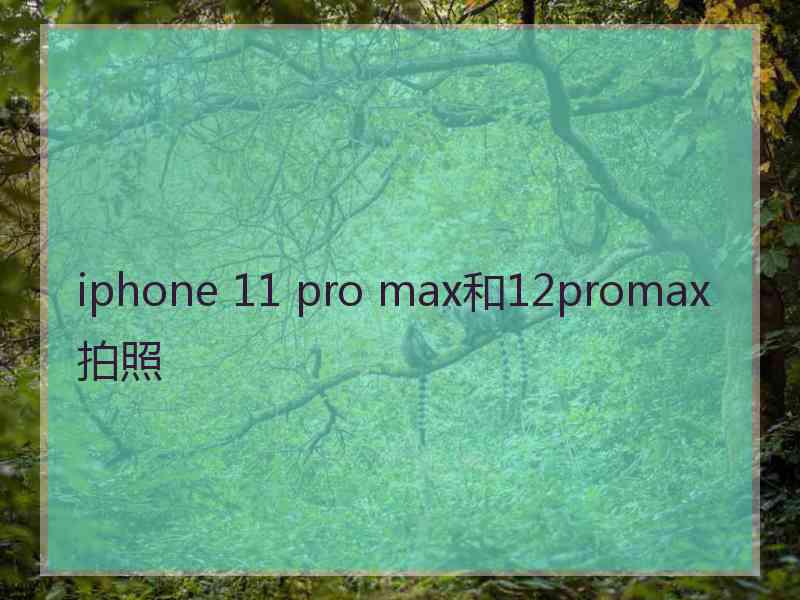 iphone 11 pro max和12promax拍照